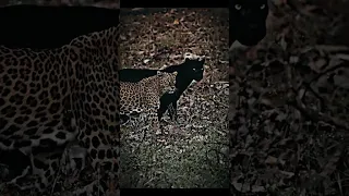 The Ultimate Predator Duo: Leopard and Black Panther in the Same Frame