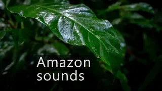 Jungle sounds - Rainy morning in the Amazon rainforest