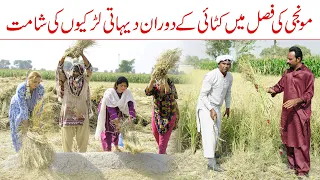 Crop Cutting | Ramzi Sughri MOla Bakhsh, Ch Koki, Jatti, & Mai Sabiran New Funny Video ByRachnavi Tv