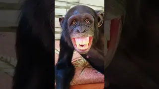 chimpanzee | monkey laughing | funny monky chimpanzi | chimpanji #shorts #chimpanzee #monkeylaughing