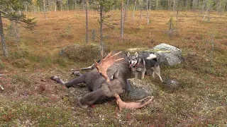 Moose Hunting with Swedish Jämthund