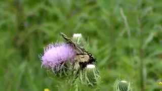 The Plains of Midwest USA ! watch in HD Full Screen