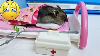COOKIE was LEFT ALONE.... in a new home. Video about hamsters Darinelka
