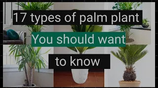 17 Types of Indoor Palm Plants That Are Perfect For Your Home | Types of palm plant with care tips