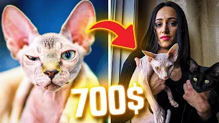 Woman That Buys Expensive Sphynx Kitten Learns She Was Scammed