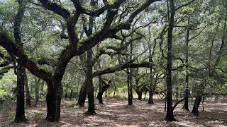 Richloam fire tower to Ridge manor trailhead in Crooms. 9 mile hike on the Florida Trail