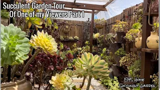 Succulent Garden Tour with lots of Rare Aeonium