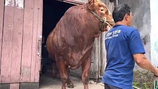 SAPI JUMBO PABRIK PAKAN DIJUAL 🔥