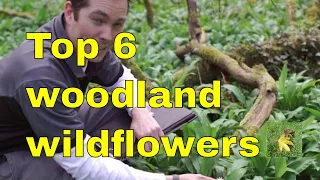 WOODLAND WILDFLOWERS British wildflower & plant identification for uk foragers and naturalists.