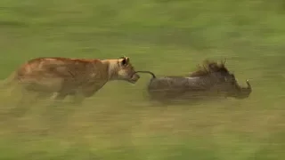 Löwenmutter jagd Warzenschwein | BBC Earth