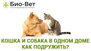 Кошка и Собака Вместе  🐈+🐕// Как подружить? // Сеть Ветклиник БИО-ВЕТ