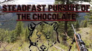 STEADFAST PURSUIT OF THE CHOCOLATE | Montana Spring Bear