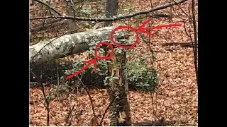 Evidence Suggests Bigfoot Or Sasquatch Creature Marked His Territory Marker Sighting