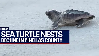 Decline in sea turtle nests in Pinellas County linked to effects from Hurricane Idalia