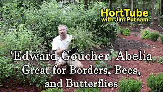 'Edward Goucher' Abelia - Great for Borders, Bees, and Butterflies