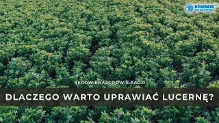 Dlaczego warto uprawiać lucernę? Zobacz, co zyskasz dzięki tej uprawie. | Krowie Na Zdrowie radzi