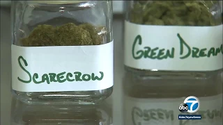 Hundreds expected to apply to sell recreational pot in LA | ABC7