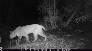 Backyard Trail Camera, Bridge Cam