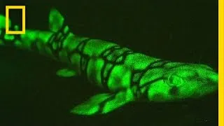 Neon Sharks Caught on Camera | National Geographic