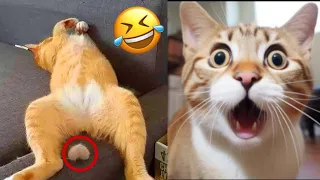 Funniest Animals 😂 New Funny Cats and Dogs Videos 😹🐶 Part 13