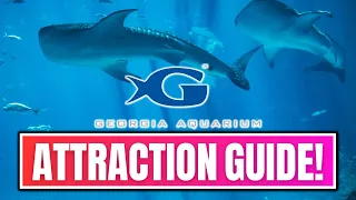 Georgia Aquarium Guide To Fun & Must-Know Tips!