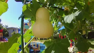 How to grow butternut squash - Episode 05