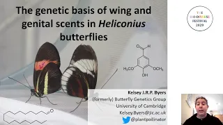 BDF 20: The genetic basis of wing and genital scents in Heliconius butterflies - Dr Kelsey Byers