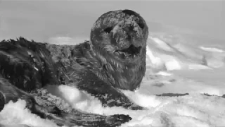 Birth of a Weddell Seal Pup!