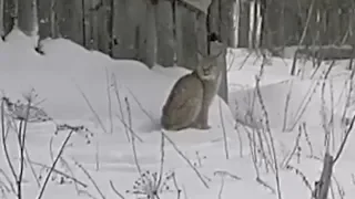 Пустой дом в деревне занял лесной хищник. Real Video