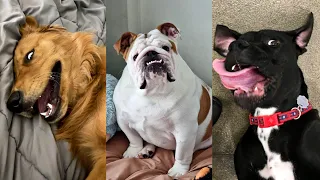 Dogs Videos But Try Not To Laugh🤣😂Part 66