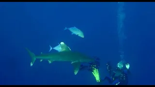Red Sea Shark Attack 2021