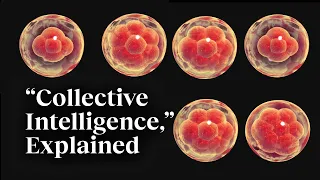 The beauty of collective intelligence, explained by a developmental biologist | Michael Levin