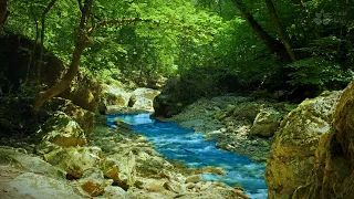 Calming babbling brook sounds in green forest. Gentle noise for sleeping, meditation