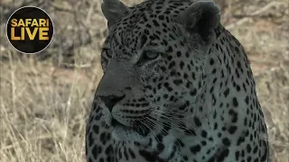 safariLIVE - Sunrise Safari - November 5, 2018