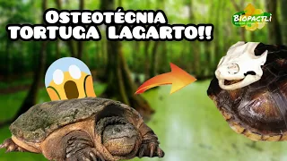 Construyendo esqueleto de Tortuga lagarto 🐢🦴!!! | Osteotécnia de Chelydra serpentina | Parte 1.