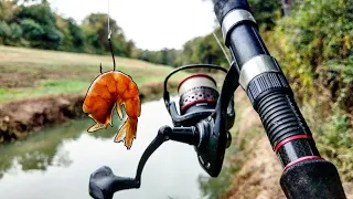 Creek Fishing with Shrimp for Whatever Bites!