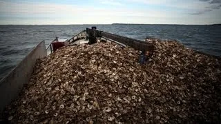 From the Field: Rebuilding oyster reefs in Harris Creek, Md.