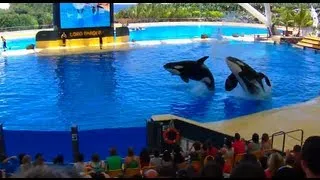 Orca Ocean - Loro Parque (Tenerife)