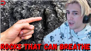 xQc Reacts To: "Rocks That Can Breathe" By Daily Dose Of Internet