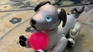 Life with my Aibo ERS-1000: Meet Roxy!