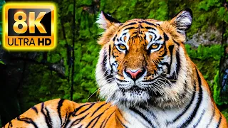 8K HDR 60FPS Dolby Vision - ANIMALS 8K ULTRA HD (60FPS HDR10+)