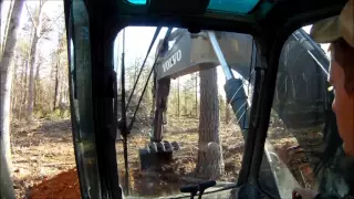 How to:  Big Tree Clearing