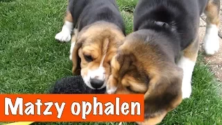 Eindelijk Matzy ophalen 🐶 | DierenpraatTV