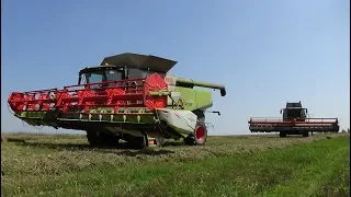 Уборочная 2018: Claas Lexion 770 и 760 на молотят пшеницу