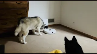 Huskies vs.  robot vacuum.