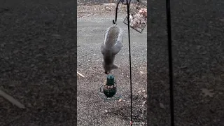 Yankee flipper bird feeder vs squirrel