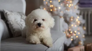 The Adorable Bichon Frise: The Perfect Party Pet!