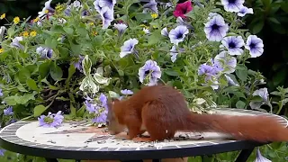 Squirrel steals GoPro and carries it up.