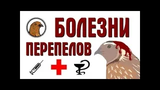 БОЛЕЗНИ ПЕРЕПЕЛОВ. СМЕРТЬ ФЕРМЫ.