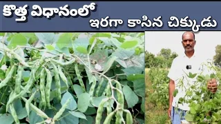 success broad beans farming in telugu- కొత్త విధానంతో అధిక దిగుబడిని సాధించాను